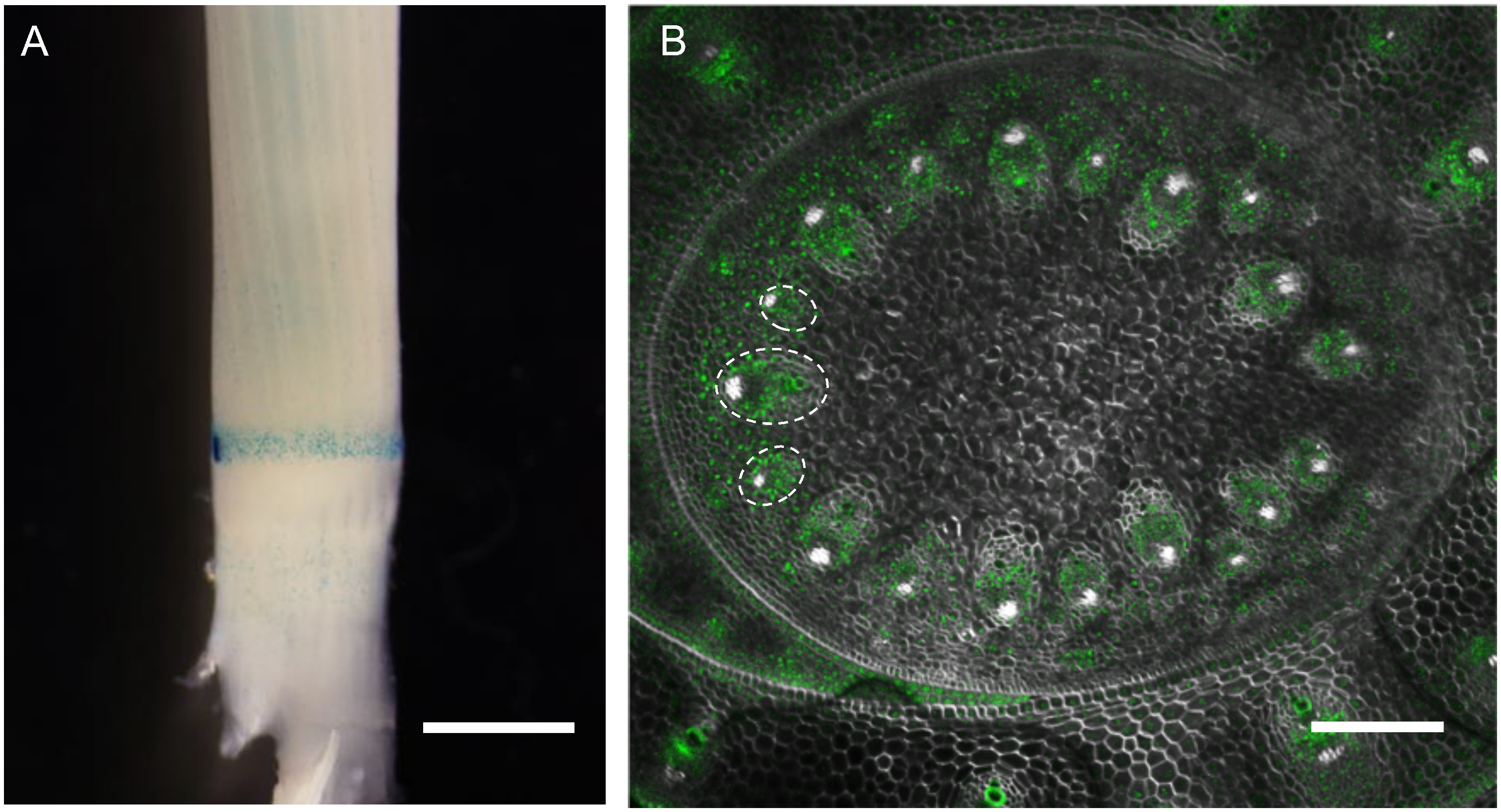 Figure 5. Examples of cell-cycle or tissue specific reporters. (A) A proCYCB1;1-GUS seedling showing a band of mitotically active cells with GUS activity at the base of leaf sheath. (B) A cross section of the stem in proOshox1:TOB3-GFP. Confocal images of GFP (green) and cell wall stained with calcofluor white (gray) were merged. A few vascular bundles were indicated with dashed ovals to distinguish veins from surrounding cells. Scale bars are 2 mm in (A) and 100 µm in (B).