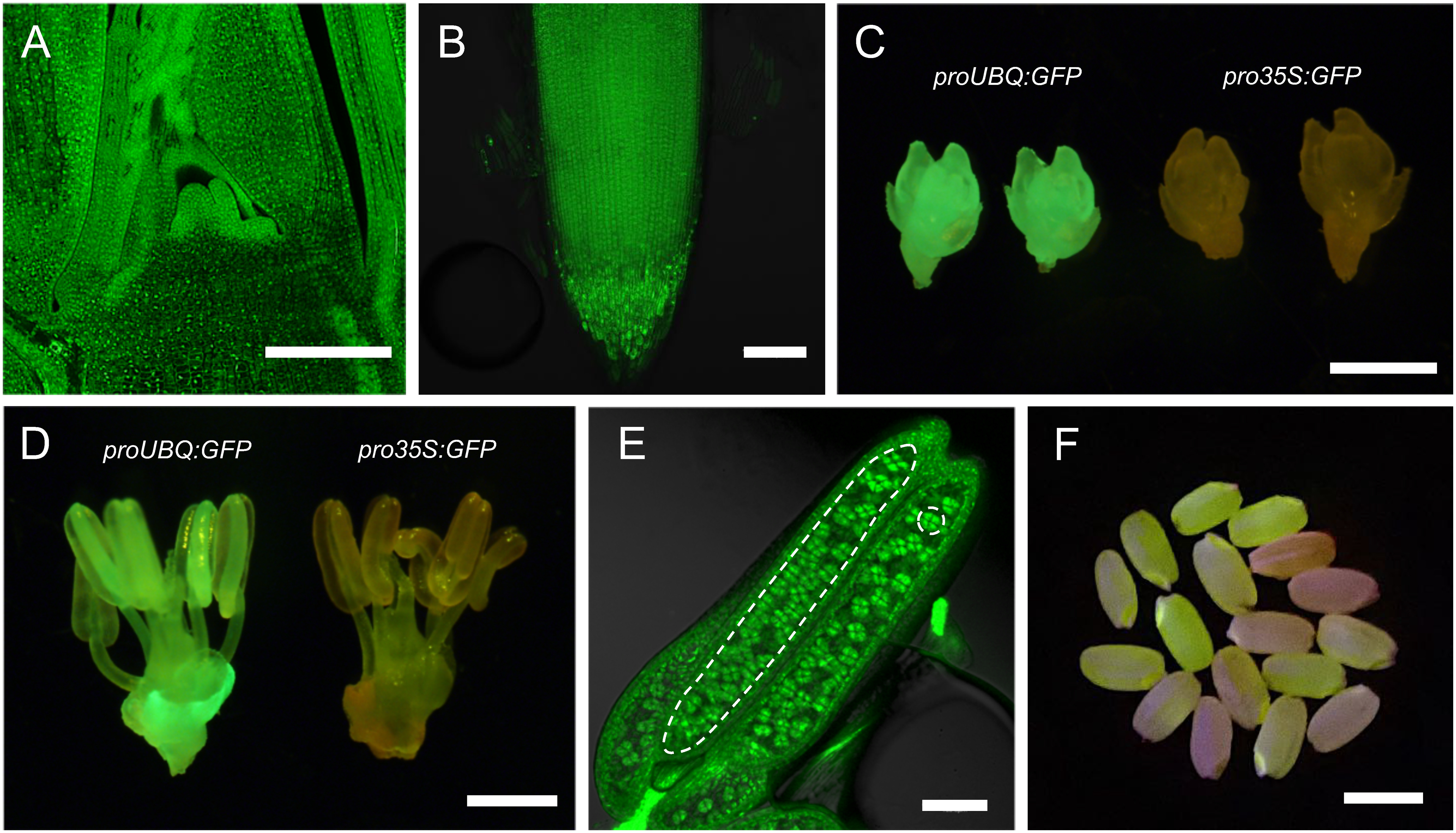 Figure 2. Observation of GFP fluorescence in proUBQ:GFP in various organs. (A, B and E) Confocal images of GFP fluorescence in the shoot apex (A), in the root tip (B) and in the anther (E). In (E), an anther locule was encircled with a dashed line on the left to distinguish it from somatic anther walls. A unit of tetrad microspores was also indicated with a dashed circle on the right. (C, D and F) GFP fluorescence in young spikelet (C), in anther and pistils (D) and in T1 seeds (F). Note that GFP positive and negative seeds are segregating (F). In C and D, pro35S:GFP samples were shown on the right as comparison. Scale bars are 100 µm in A, B and E, 1 mm in C and D, and 5 mm in F.