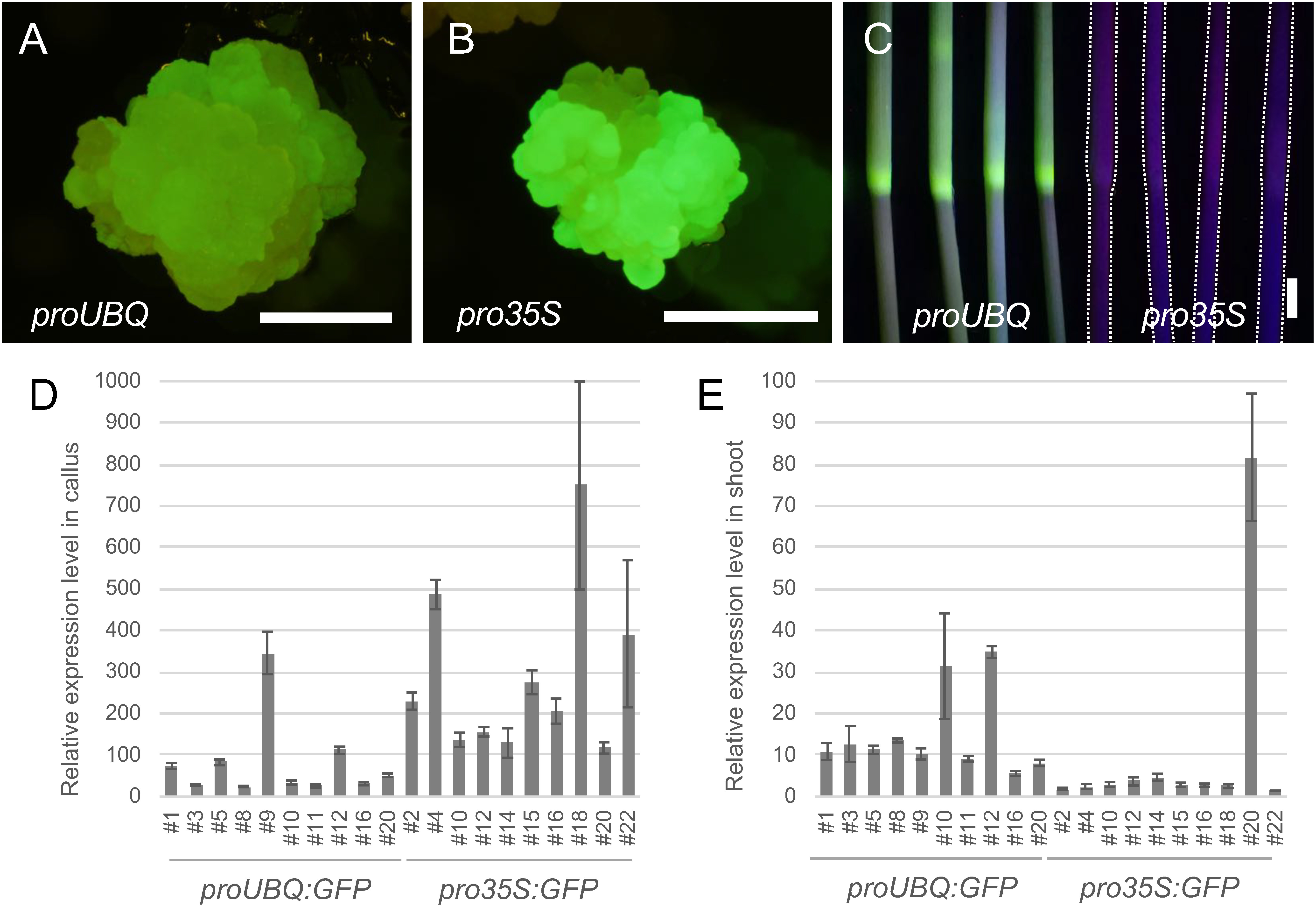 Figure 1. Comparison of activities between 35S and maize UBQ promoters. (A) GFP fluorescence in proUBQ:GFP callus. (B) GFP fluorescence in pro35S:GFP callus. (C) GFP fluorescence in stems of proUBQ:GFP (left) and pro35S:GFP (right). pro35S:GFP plants were outlined with dashed lines for clarity. (D) Quantification of GFP transcript levels in calli. (E) Quantification of GFP transcript levels in regenerated shoots. GFP transcript levels were normalized relative to those of rice actin gene RAc1. Scale bars are 1 mm in (A) and (B), 1 cm in (C).