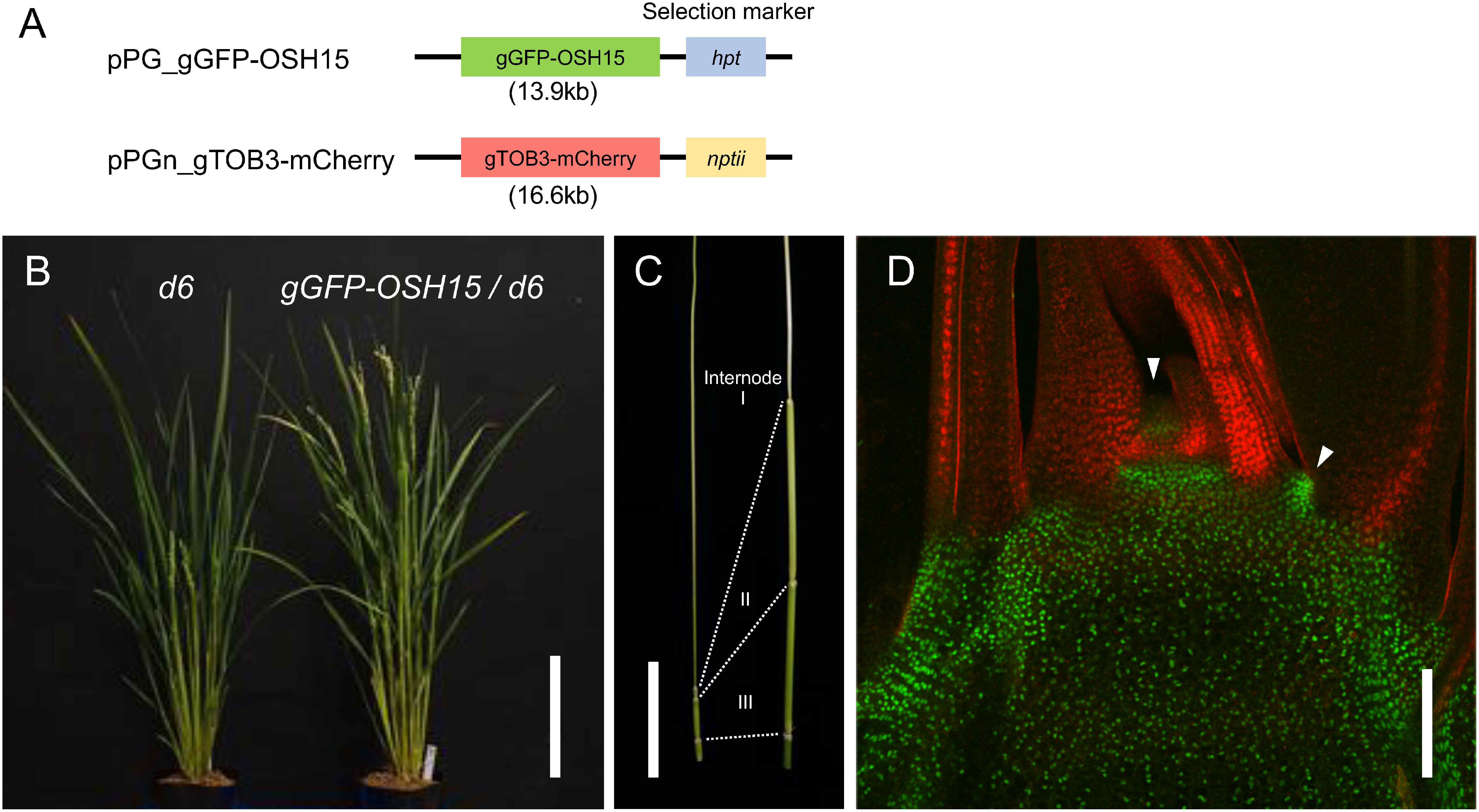 Figure 6. An example of double fluorescent genomic reporters. (A) Genomic reporter constructs introduced into d6 mutants. These two genomic reporter fragments were cloned in pPG and pPGn, which had hpt and nptII for selection, respectively. (B) Mature plants at seed setting showing that gGFP-OSH15 transgene recovered plant height in d6 mutant. Note that the gGFP-OSH15/d6 plant was regenerated without gTOB3-mCherry introduction to confirm the complementation. (C) Comparison of internode length between d6 (left) and gGFP-OSH15/d6 (right) at the heading stage. (D) A confocal image of the shoot apex in gGFP-OSH15
gTOB3-mCherry/d6 double genomic reporter line. GFP-OSH15 (green) accumulates in shoot meristems (arrowheads) and young stem, whereas TOB3-mCherry (red) is expressed in leaves. Scale bars are 20 cm in (B), 5 cm in (C) and 100 µm in (D).