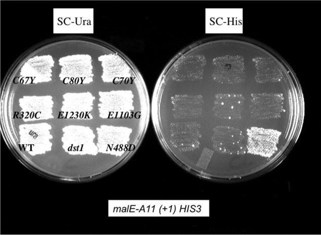 FIGURE 4.