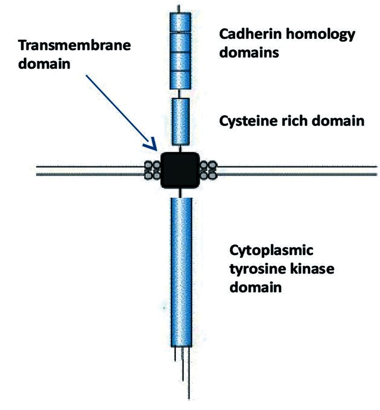 Fig.1