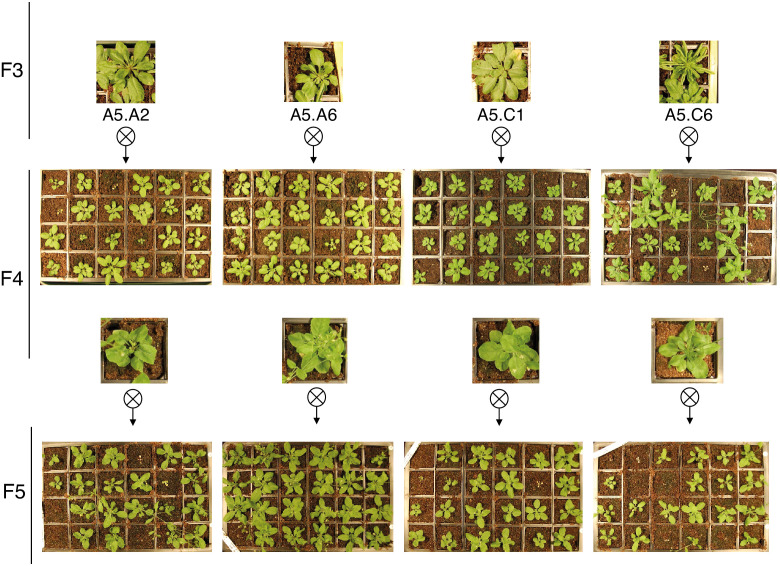 Figure 3—figure supplement 1.