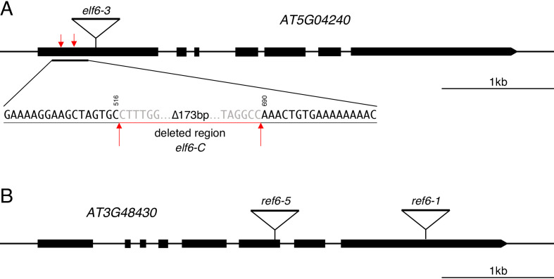 Figure 1—figure supplement 1.