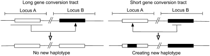 Figure 1.—