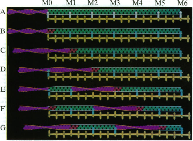 graphic file with name pnas01075-0337-a.jpg