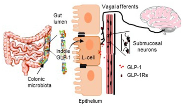 GRAPHICAL ABSTRACT