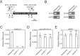 Figure 3—figure supplement 3.