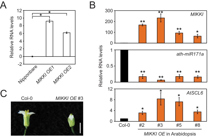 Figure 3—figure supplement 1.