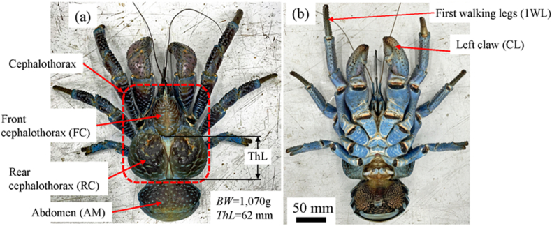 Fig. 1