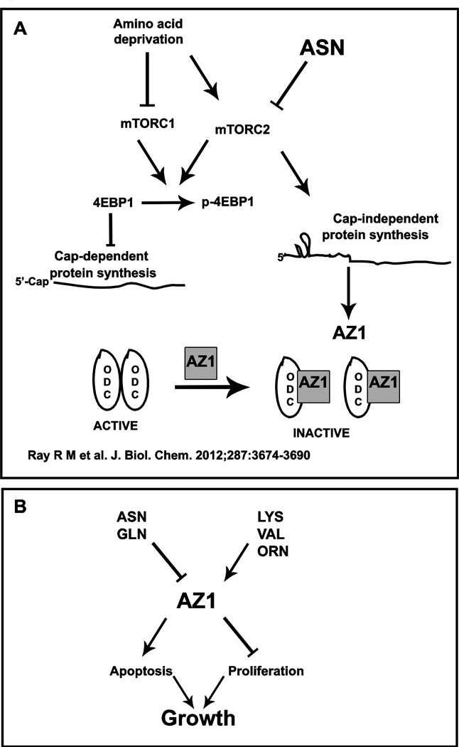 Fig. 8