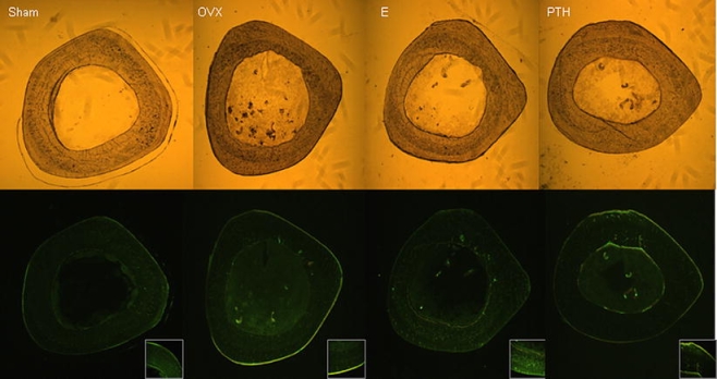 Fig. 6