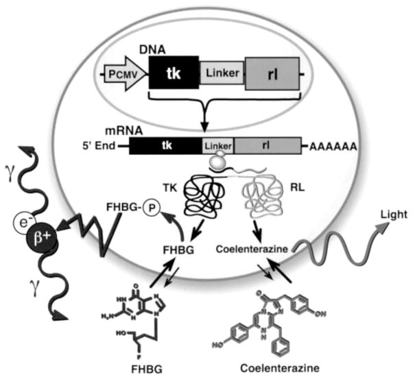 Figure 47