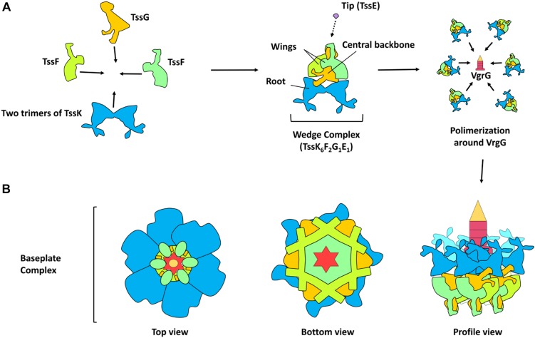 FIGURE 2