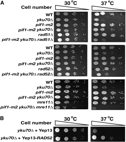 Figure 3.—