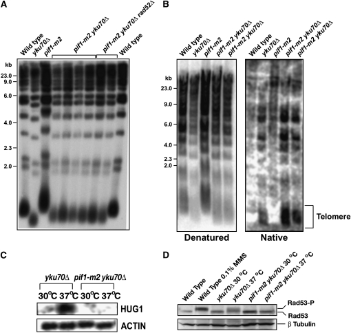 Figure 2.—