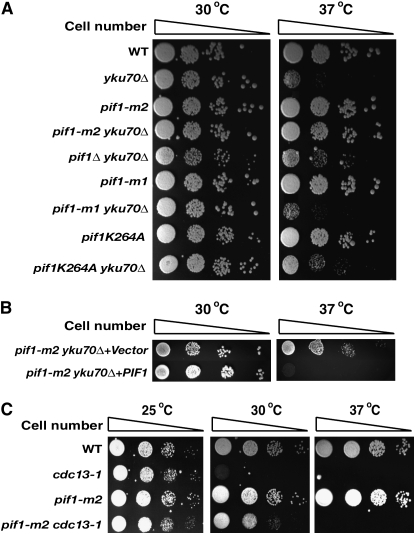 Figure 1.—