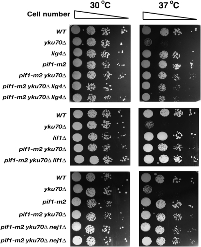 Figure 4.—