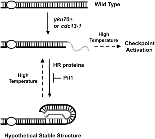 Figure 6.—