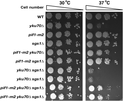 Figure 5.—