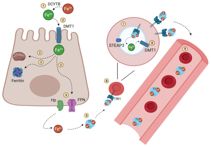 Figure 1