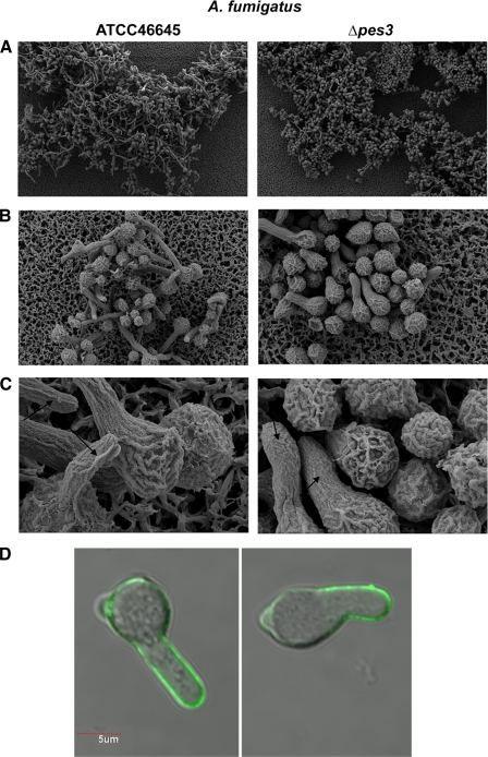 Fig. 8.