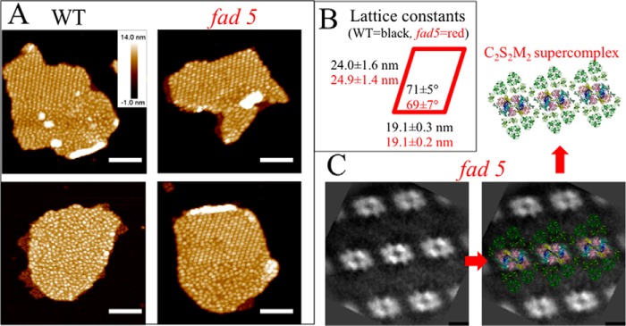 FIGURE 1.