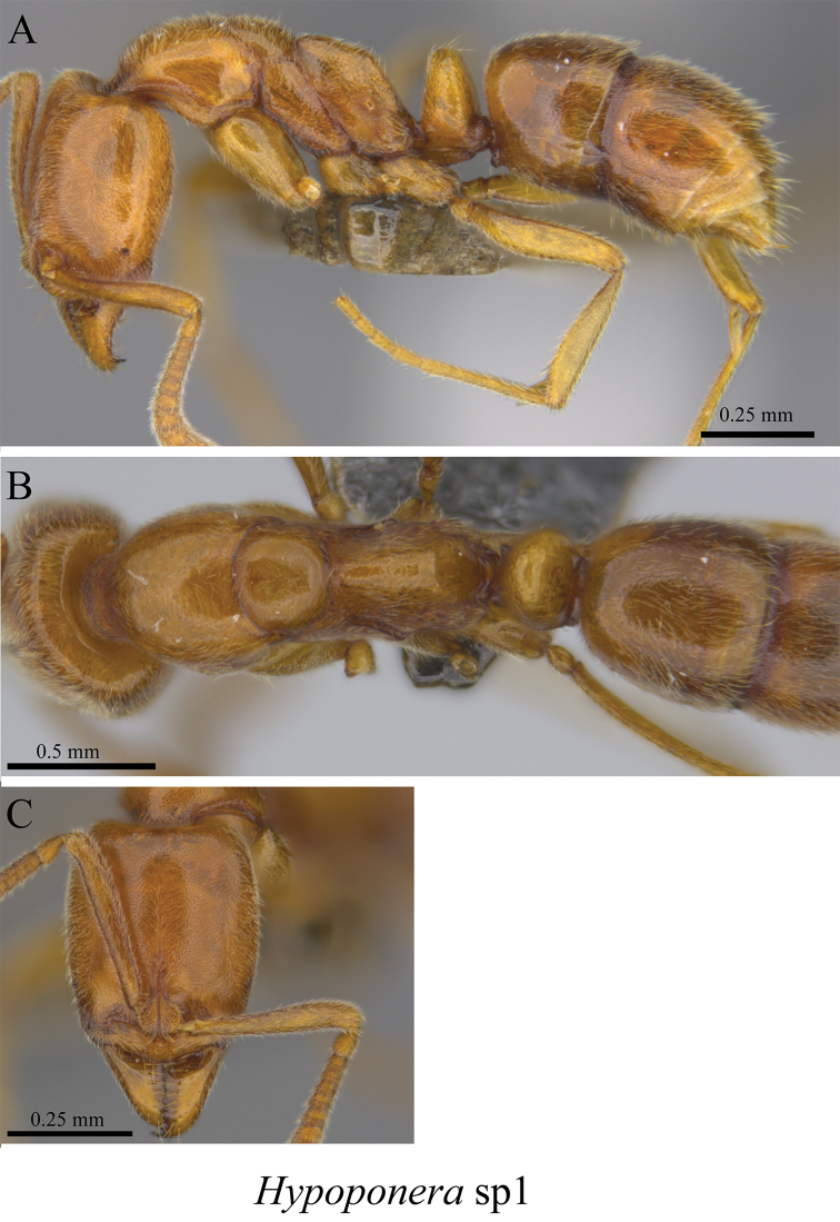 Figure 119.
