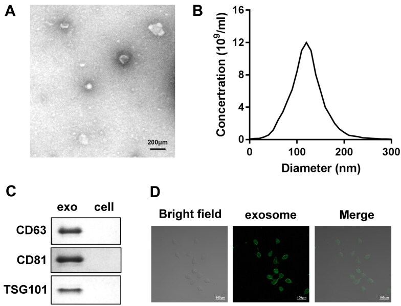 FIG 2