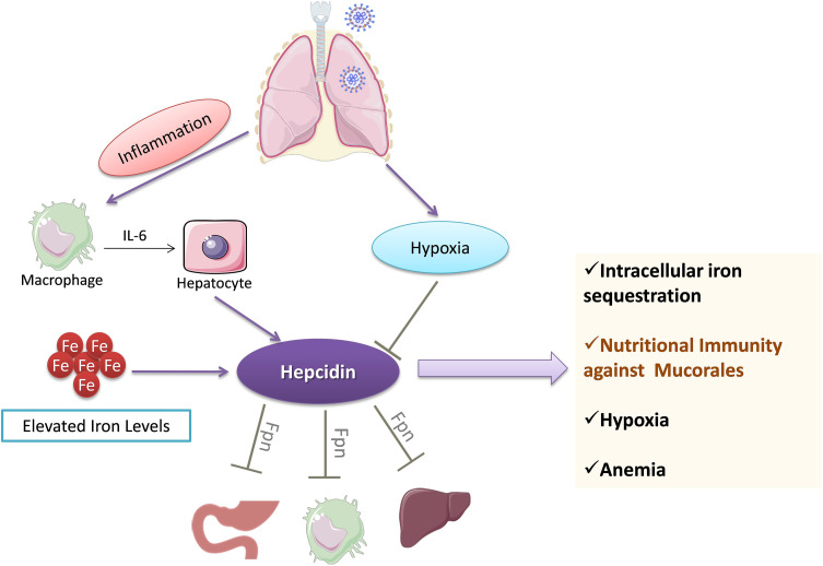 Figure 5