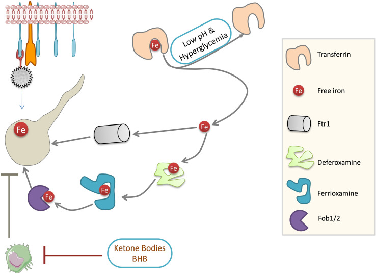 Figure 4