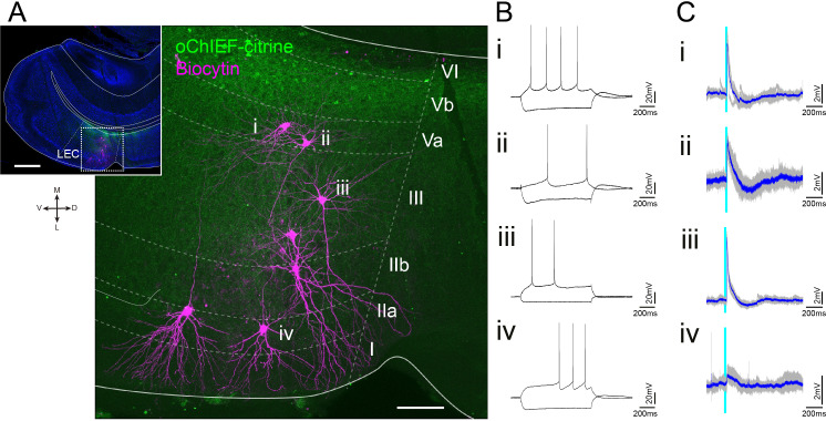 Figure 5—figure supplement 1.