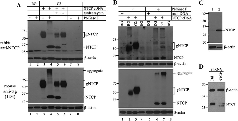 FIG 2