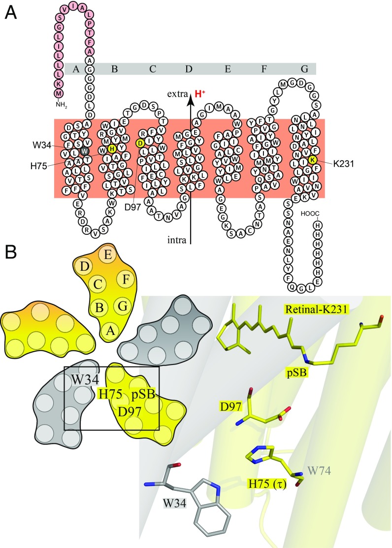 Fig. 1.