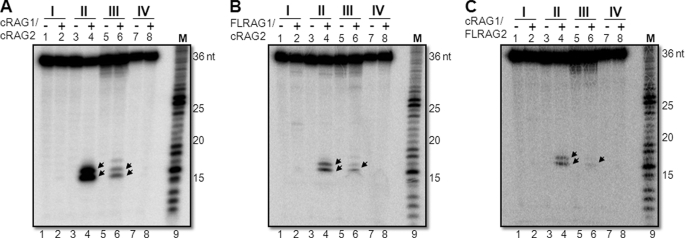 FIGURE 2.