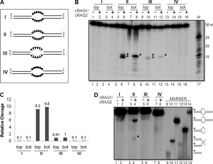 FIGURE 1.