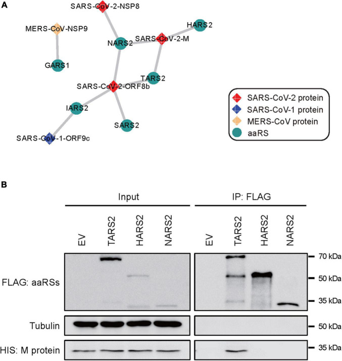 FIGURE 4