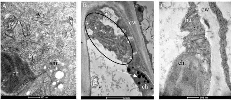 Figure 3
