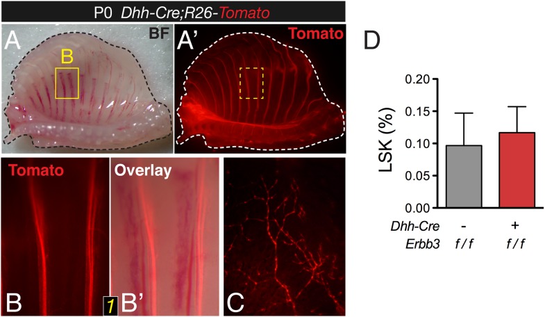 Figure 6—figure supplement 1.