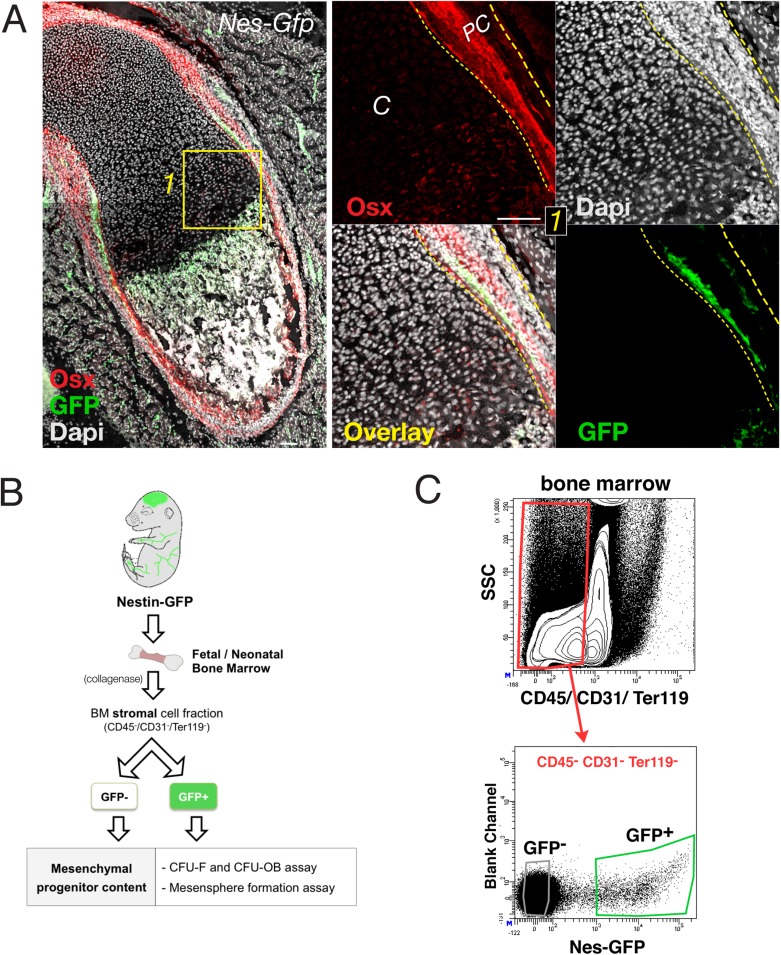 Figure 2—figure supplement 1.