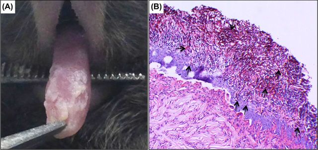 Figure 3.