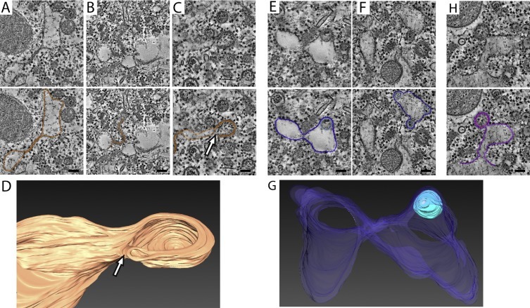 Fig. 6