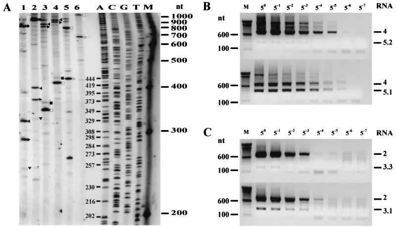 FIG. 5