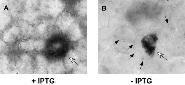 FIG. 6.