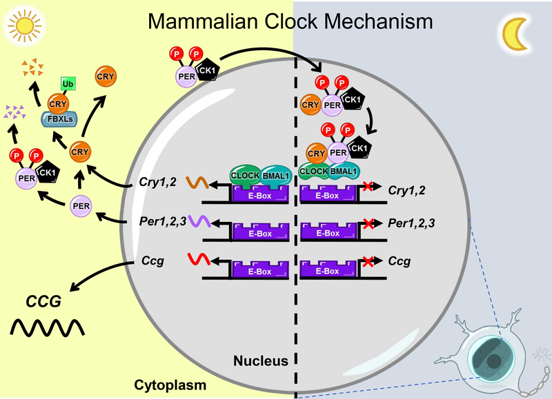 Figure 2.