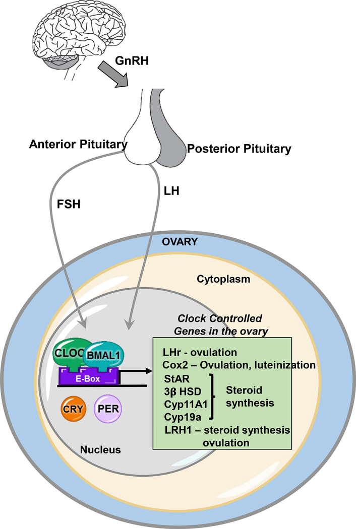 Figure 3.