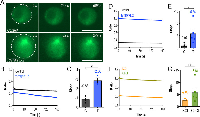 Figure 5—figure supplement 1.