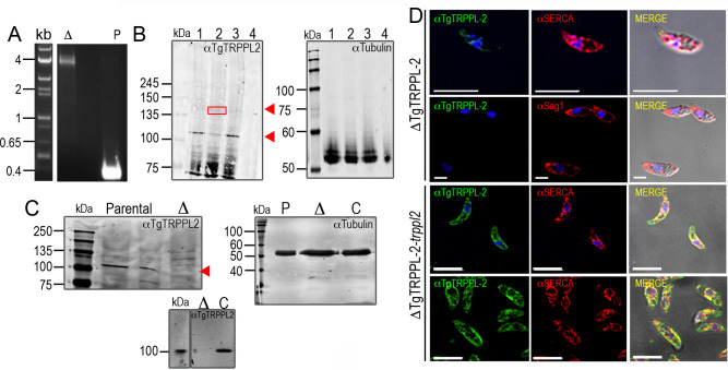 Figure 2—figure supplement 1.