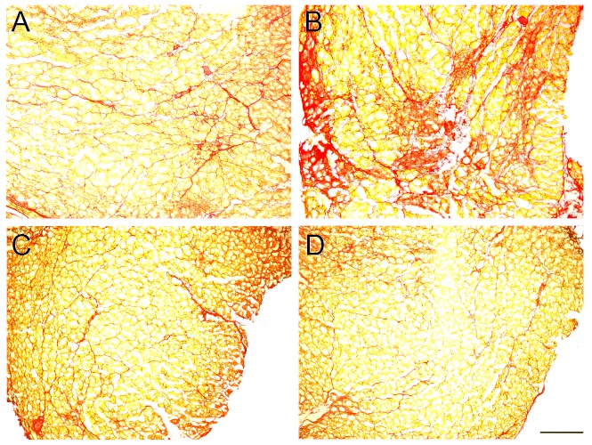 Fig. 5: Photo micrographs of erector spinae muscle histological sections.