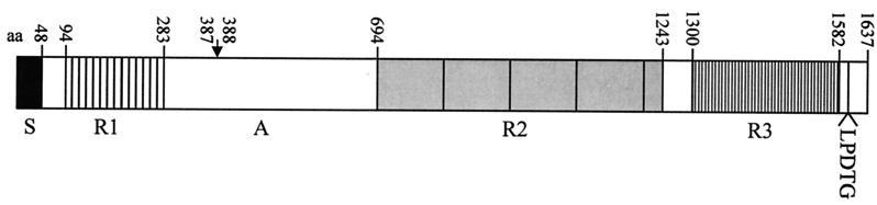 FIG. 1